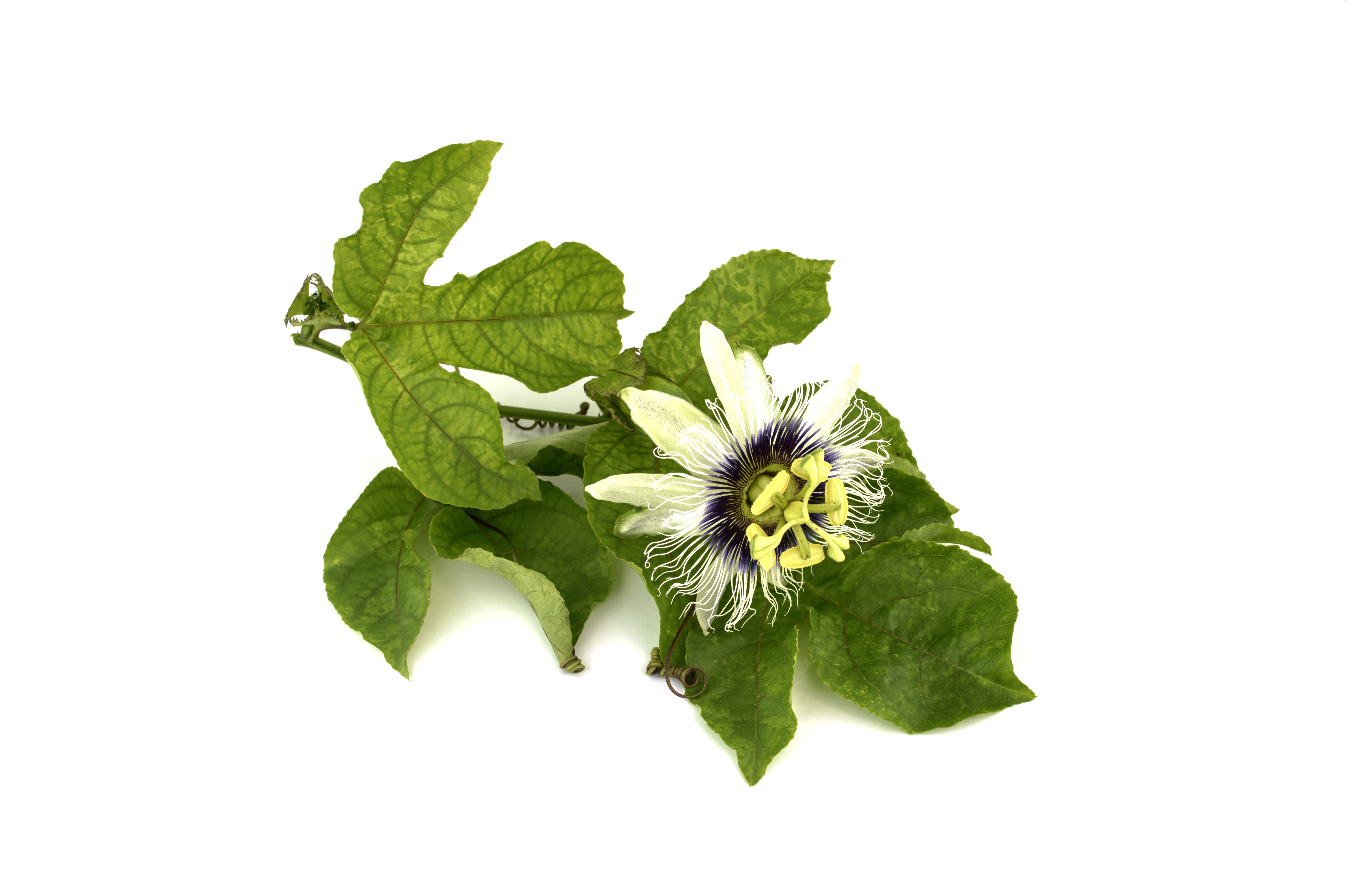 Hello Botanical Products catalog | Hello Botanica