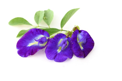 Hello Botanical Products catalog | Hello Botanica